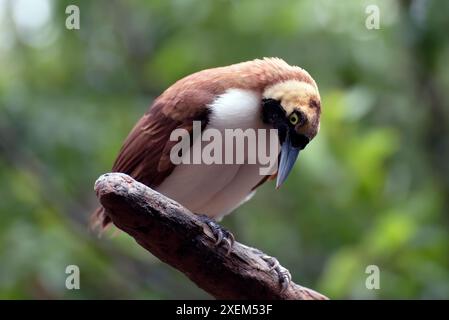 Oiseau Cendrawasih perché sur une branche d'arbre Banque D'Images