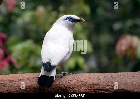 Le myna de Bali sur une souche d'arbre Banque D'Images