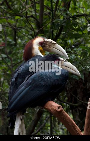 Hornbill suspendu à un arbre Banque D'Images