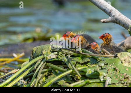 Eurasian Coot (Fulica atra) poussins sur le nid. Bas Rhin, Alsace, France, Europe Banque D'Images