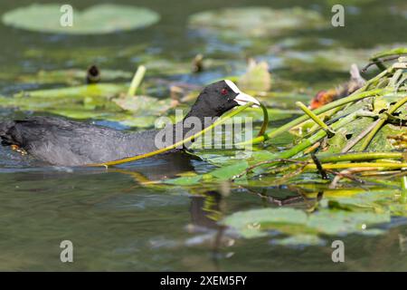 Eurasien Coot (Fulica atra) apportant un nénuphar à son nid. Bas Rhin, Alsace, France, Europe Banque D'Images