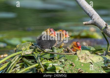 Eurasian Coot (Fulica atra) poussins sur le nid. Bas Rhin, Alsace, France, Europe Banque D'Images