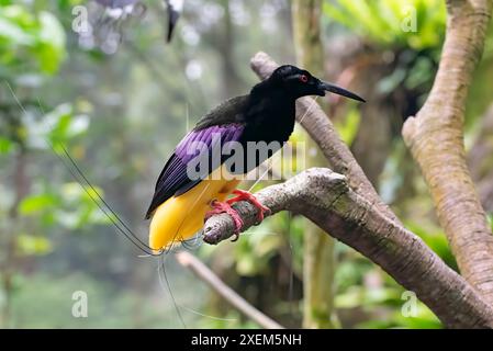 Cendrawasih mati kawat sur la branche d'arbre Banque D'Images