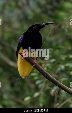 Cendrawasih mati kawat sur la branche d'arbre Banque D'Images