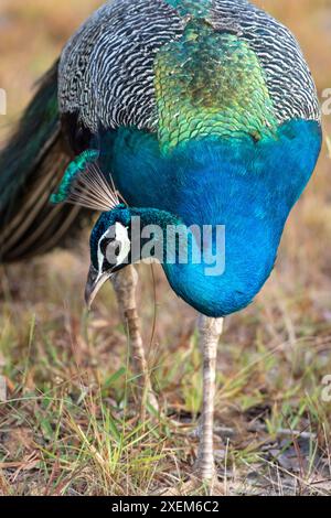Vibrant Majestic Close-Up Glowing Peacock Affichage de plumes étonnantes dans un spectre de couleurs, fond sombre du parc national de Yala Sri Lanka Banque D'Images