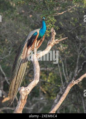 Vibrant Majestic Close-Up Glowing Peacock Affichage de plumes étonnantes dans un spectre de couleurs, fond sombre du parc national de Yala Sri Lanka Banque D'Images