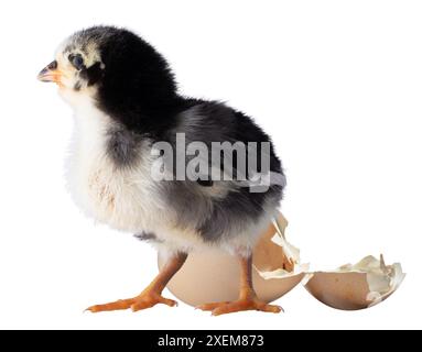 Jeune poussin Austerlorp noir et blanc prêt à quitter la coquille qu'il a éclaté derrière. Banque D'Images