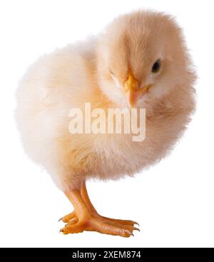 Jaune vif buff Orpington poulet qui est jeune regardant la caméra avec un regard en colère isolé dans une photo de studio. Banque D'Images