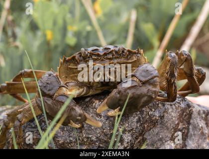 Grand crabe brun avec des griffes sur une pierre grise parmi l'herbe verte. Gros plan Banque D'Images