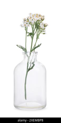 Fleurs de Yarrow dans une bouteille en verre isolé sur blanc Banque D'Images