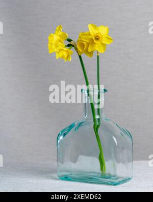 Trois jonquilles jaunes dans un vase couvert, une bouteille sur fond blanc. Carte postale. Félicitations. Vacances. Nature morte du printemps. Sensibilité. Amour Banque D'Images