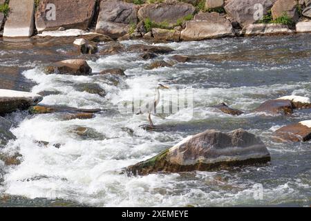 Un oiseau sur un rocher dans l'eau précipitée d'une rivière de montagne. Banque D'Images