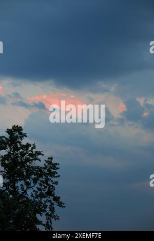 Paysage du soir. Silhouette sombre d'un arbre sur le fond d'un ciel sombre couvert. Banque D'Images