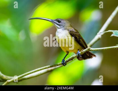 Un petit chasseur d'araignées (Arachnothera longirostra) perché sur une branche. Sabah, Bornéo, Malaisie. Banque D'Images