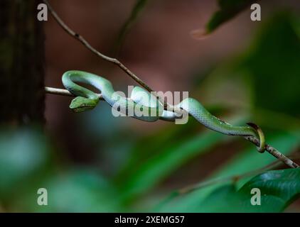 Pitviper vert du temple des Philippines du Nord (Tropidolaemus subannulatus) en forêt. Sepilok, Sabah, Bornéo, Malaisie. Banque D'Images