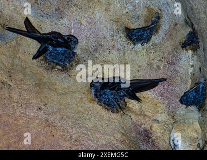 Black-Nest Swiftlets (Aerodramus maximus) construisent leurs nids sur les surfaces calcaires à l'intérieur des grottes de Gomantong. Sabah, Bornéo, Malaisie. Banque D'Images