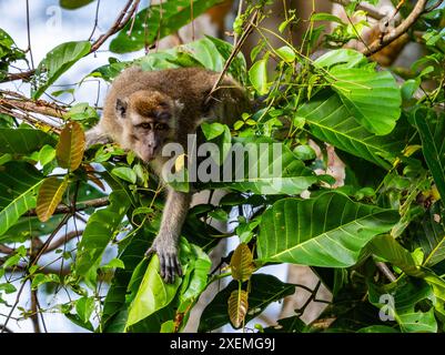 Macaque à longue queue (Macaca fascicularis) qui se nourrit d'un arbre. Sabah, Bornéo, Malaisie. Banque D'Images