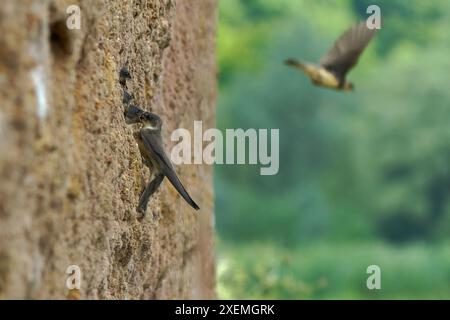 Les mâles et femelles Sand martins-Riparia riparia nourrissent les poussins au site de nidification. Royaume-Uni Banque D'Images