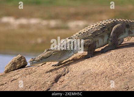 Crocodile se prélasser au soleil, se reposer et se détendre dans l'eau ; crocodile mugger (Crocodylus palustris) du Sri Lanka Banque D'Images