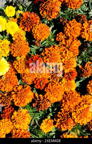 Soucis français, Tagetes patula. Banque D'Images