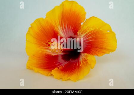 Un hibiscus coloré sur un fond blanc. Banque D'Images