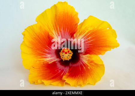Un hibiscus coloré sur un fond blanc. Banque D'Images