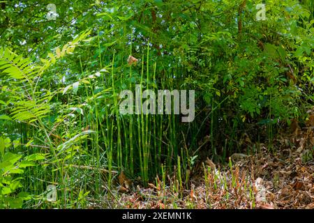 Prêle rugueux (Equisetum hyemale) communément connu sous le nom de ruée à récurer, prêle à cheval de scouringrush et, en Afrique du Sud, l'herbe à serpent Banque D'Images