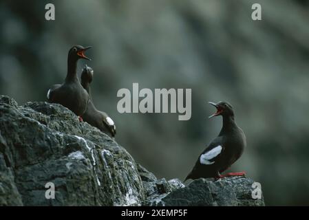 Trois pigeons guillemots (Cepphus columba) se dressent sur des rochers ; île Florencia, baie Clayoquot, île de Vancouver, Colombie-Britannique, Canada Banque D'Images