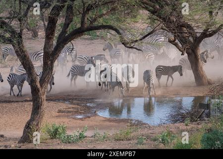 Afrique, Kenya, Parc National d'Amboseli. Zèbres au point d'eau. Banque D'Images