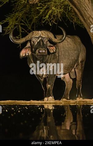 Afrique, Kenya, Parc National d'Amboseli. Cap Buffalo buvant au point d'eau la nuit. Banque D'Images