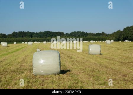 Balles de foin enveloppées dans une feuille de plastique dans un champ juste fauché. Banque D'Images