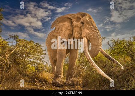 Craig, le plus grand éléphant d'Amboseli, parc national d'Amboseli Banque D'Images