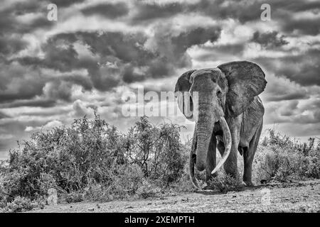 Craig, le plus grand éléphant d'Amboseli, parc national d'Amboseli Banque D'Images