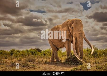 Craig, le plus grand éléphant d'Amboseli, parc national d'Amboseli Banque D'Images