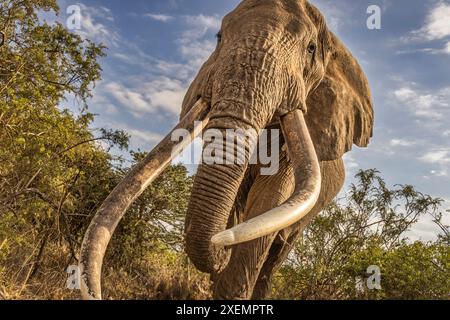 Craig, le plus grand éléphant d'Amboseli, parc national d'Amboseli Banque D'Images