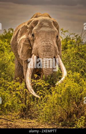 Craig, le plus grand éléphant d'Amboseli, parc national d'Amboseli Banque D'Images