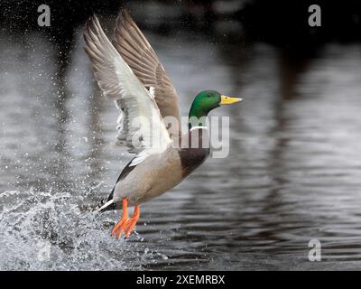 le canard colvert (Anas platyrhynchos) entre en éruption à partir d'une section non gelée d'un étang du centre-sud de l'Alaska au milieu de l'hiver. Tant que la nourriture et l'eau libre sont ... Banque D'Images