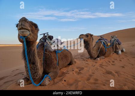 Trois chameaux reposant sur le sable du désert de Merzouga avec équipement d'équitation, attachés avec des cordes bleues. Banque D'Images