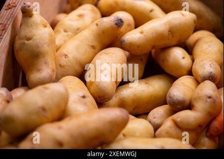 Pommes de terre Ratte, la Ratte, la Reine Ratte du Touquet ou Asparges, petites pommes de terre au goût unique de noisette et à la texture onctueuse et onctueuse. Banque D'Images