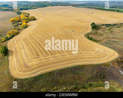 Vue aérienne d'un champ de grains dorés coupés à la récolte avec des arbres d'automne colorés autour du champ, au sud de Calgary, Alberta ; Alberta, Canada Banque D'Images