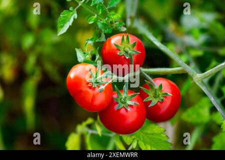 Gros plan de grosses tomates cerises rouges mûres sur la vigne ; Calgary, Alberta, Canada Banque D'Images