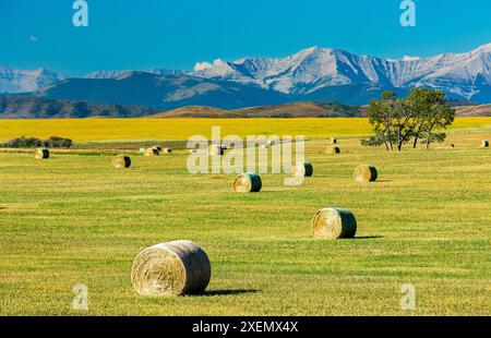 Balles de foin rondes dans un champ avec collines ondulantes, chaîne de montagnes et ciel bleu en arrière-plan, au nord de Longview, Alberta ; Alberta, Canada Banque D'Images