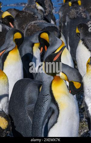 Île de Géorgie du Sud. Gros plan d'un groupe de manchots royaux Banque D'Images