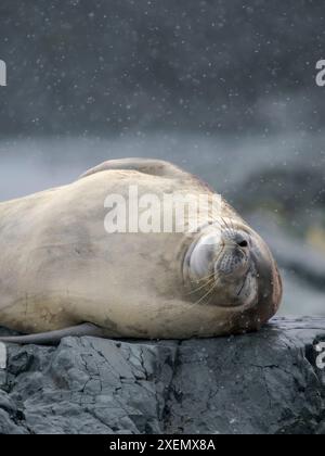 Phoque de Crabeater, Antarctique, péninsule Antarctique, île Detaille Banque D'Images