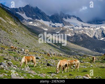 Cheval Haflinger sur son pâturage de montagne (Shieling) dans les Alpes Otztal (Obergurgl, Rotmoostal). Autriche, Tyrol Banque D'Images