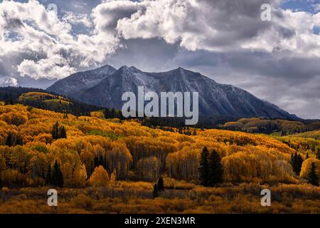 Les couleurs d'automne abondent dans le Colorado pendant le changement saisonnier. Des feuilles jaunes brillantes ornent les arbres aussi loin que vous pouvez le voir. Un bel état à Driv... Banque D'Images