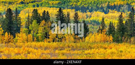 Panorama d'arbres d'automne colorés et dorés et d'arbres à feuilles persistantes avec un fond de couleurs sur une colline ; Calgary, Alberta, Canada Banque D'Images