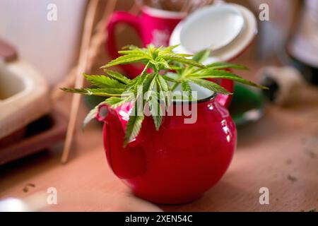 Une théière rouge avec une plante de cannabis poussant à l'intérieur se trouve sur une table en bois. Banque D'Images