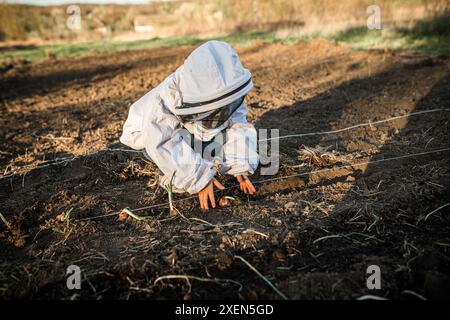 Une personne portant des vêtements de protection blancs est l'oignon des plantes dans une rangée de jardin. Banque D'Images