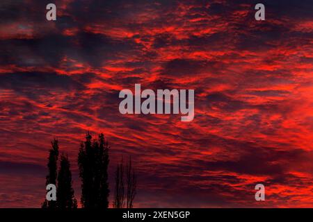 Spectaculaires nuages rouges ardents dans le ciel au coucher du soleil avec une rangée d'arbres silhouettés au premier plan ; Calgary, Alberta, Canada Banque D'Images